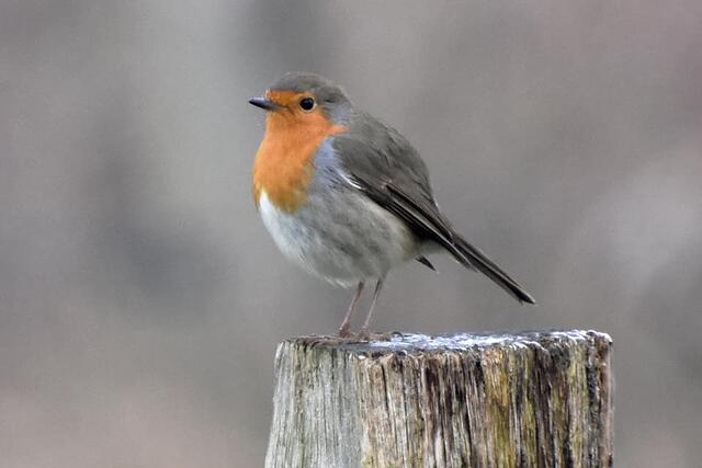 *Winterzeit in den Rieselfeldern* 🐦
- Foto/ Copyright: Birgit Leimann - Münster in Bildern 📷