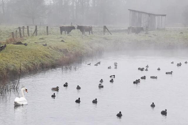 *Winterzeit in den Rieselfeldern* 🦆 🐂
- Foto/ Copyright: Birgit Leimann - Münster in Bildern 📷