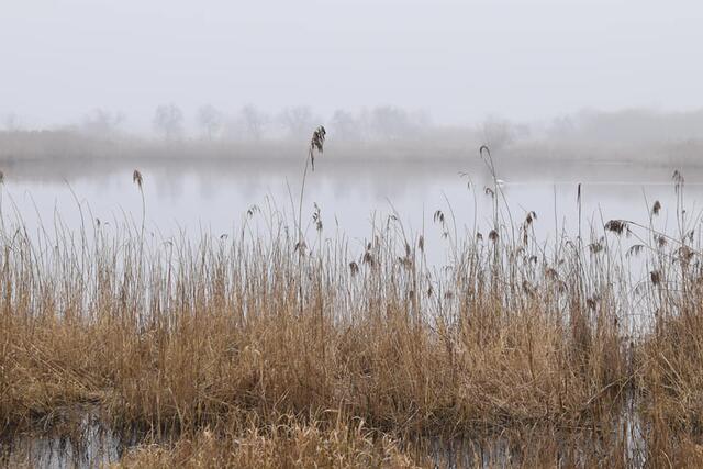 *Winterzeit in den Rieselfeldern* 🌿🌫
- Foto/ Copyright: Birgit Leimann - Münster in Bildern 📷