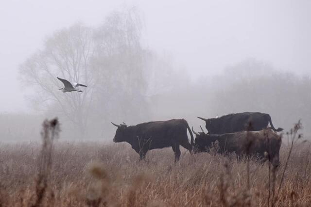 *Winterzeit in den Rieselfeldern* 🐂
- Foto/ Copyright: Birgit Leimann - Münster in Bildern 📷