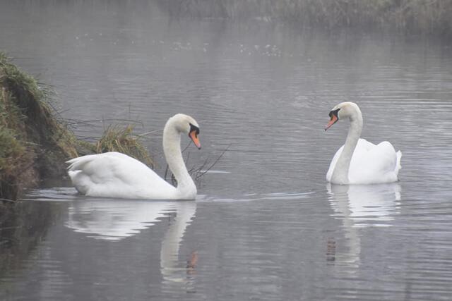 *Winterzeit in den Rieselfeldern* 🌿🌫
- Foto/ Copyright: Birgit Leimann - Münster in Bildern 📷