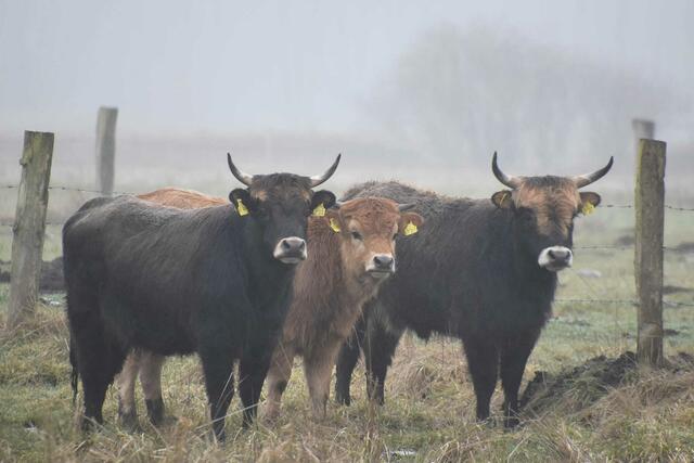 *Winterzeit in den Rieselfeldern* 🐂
- Foto/ Copyright: Birgit Leimann - Münster in Bildern 📷