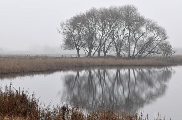 *Winterzeit in den Rieselfeldern* 🌿🌫
- Foto/ Copyright: Birgit Leimann - Münster in Bildern 📷