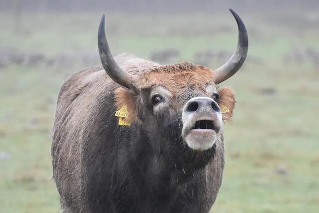 *Winterzeit in den Rieselfeldern* 🐂
- Foto/ Copyright: Birgit Leimann - Münster in Bildern 📷