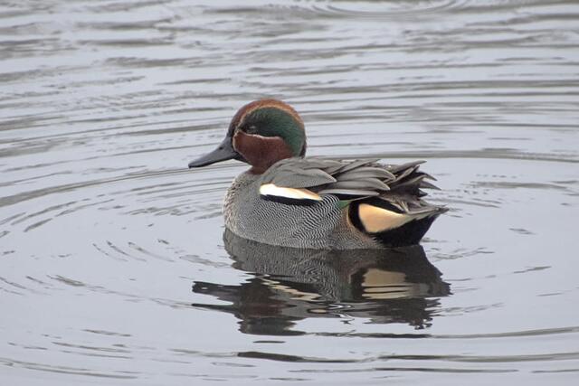 *Winterzeit in den Rieselfeldern* 🦆
- Foto/ Copyright: Birgit Leimann - Münster in Bildern 📷