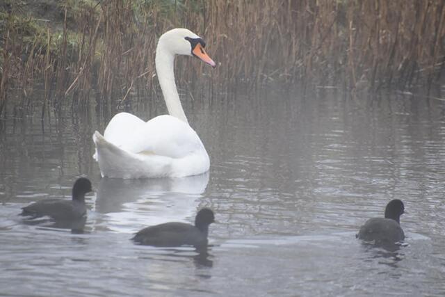 *Winterzeit in den Rieselfeldern* 🦆 🌫
- Foto/ Copyright: Birgit Leimann - Münster in Bildern 📷