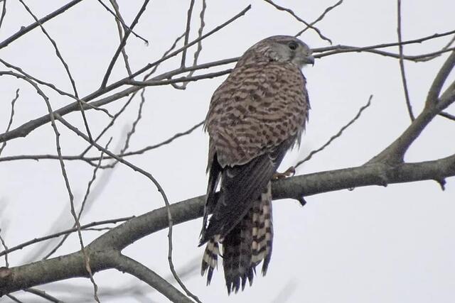 *Winterzeit in den Rieselfeldern* 🐦
- Foto/ Copyright: Birgit Leimann - Münster in Bildern 📷