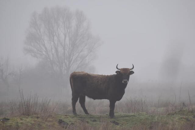 *Winterzeit in den Rieselfeldern* 🐂
- Foto/ Copyright: Birgit Leimann - Münster in Bildern 📷