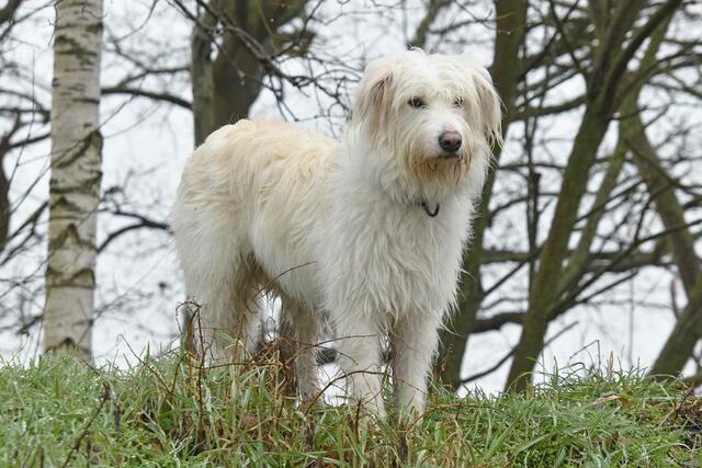 *Winterzeit in den Rieselfeldern*  🌿
- mit Hündin Enja 🐾 🐕
- Foto/ Copyright: Birgit Leimann - Münster in Bildern 📷