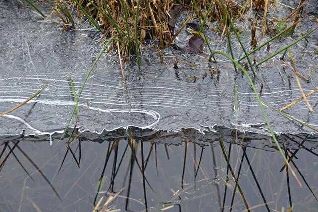 *Winterzeit in den Rieselfeldern* 🌿❄️
- Foto/ Copyright: Birgit Leimann - Münster in Bildern 📷
