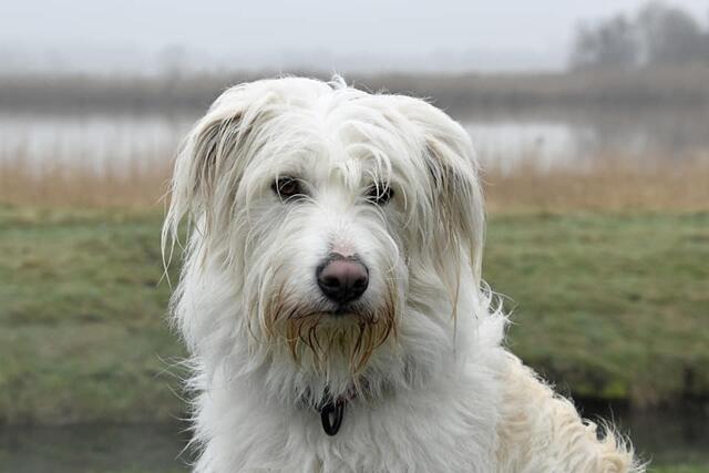 *Winterzeit in den Rieselfeldern* 🌿
. mit Hündin Enja 🐾 🐕
- Foto/ Copyright: Birgit Leimann - Münster in Bildern 📷