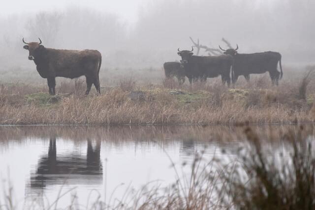 *Winterzeit in den Rieselfeldern* 🐂
- Foto/ Copyright: Birgit Leimann - Münster in Bildern 📷