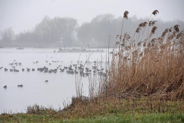 *Winterzeit in den Rieselfeldern* 🌿🌫 🦆
- Foto/ Copyright: Birgit Leimann - Münster in Bildern 📷