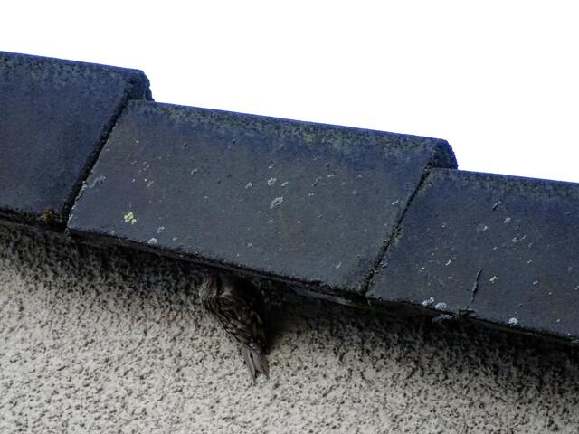 Auch Dächer werden in die Nahrungs- und Verstecksuche einbezogen.