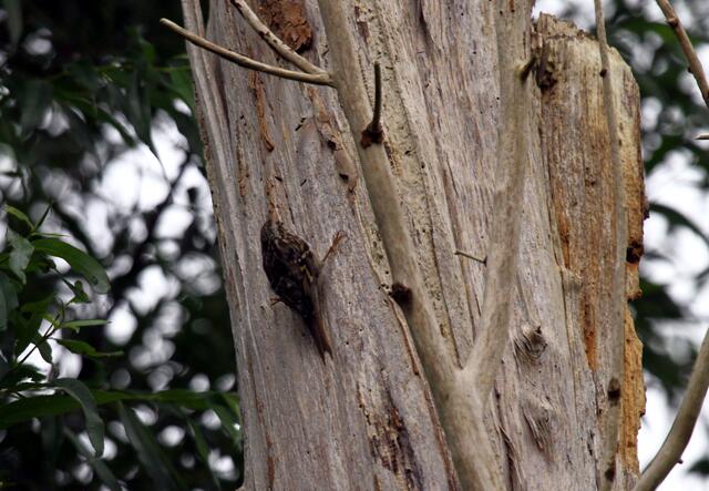 Glück gehabt. Auf diesem Baum ohne Rinde war der Baumläufer ausnahmsweise einmal leicht zu entdecken.