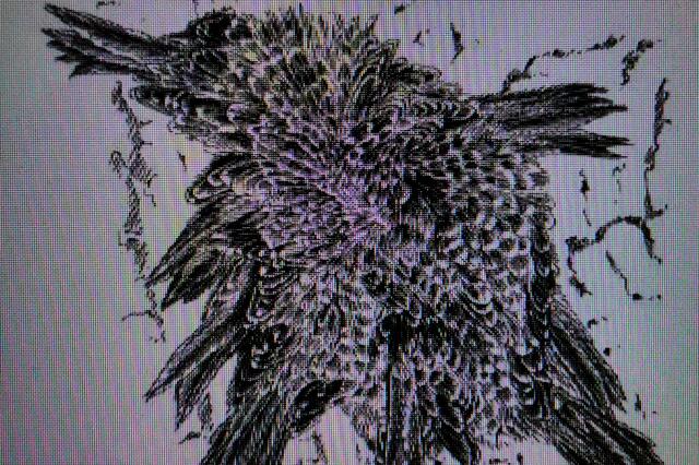 Zeichnung, die ich vom Monitor fotografiert habe. Ich entschuldige mich für die Qualität, wollte aber einen Eindruck vermitteln, wie das "Gruppenkuscheln" bei Baumläufern aussieht.