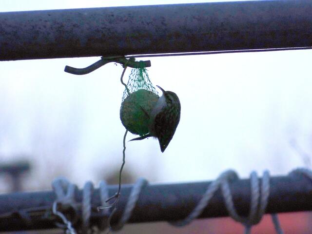 Auch Meisenknödel werden in der kalten Jahreszeit als Energiespender offenbat gerne angenommen.