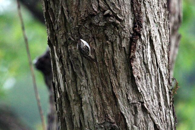Auch das weiße Brustgefieder verrät den Baumläufer, den man mit seinem Tarngefieder sonst kaum entdeckt hätte.