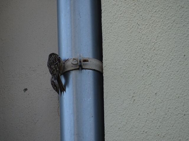 Gartenbaumläuferpaar hat hinter einem Fallrohr eine Brutmöglichkeit entdeckt.