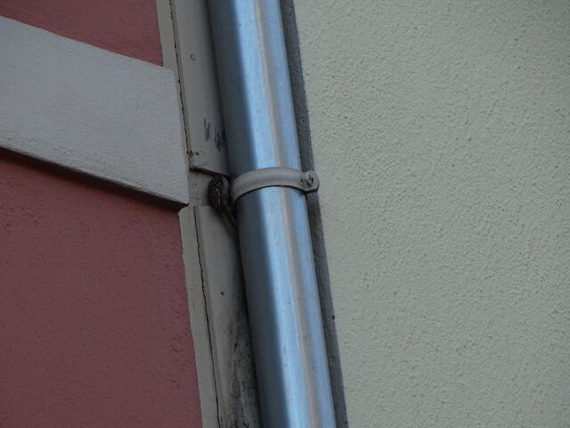 Hier muss sich der Vogel hinter dem Fallrohr in die Mauernische quetschen, wo er seine Jungen aufzieht.