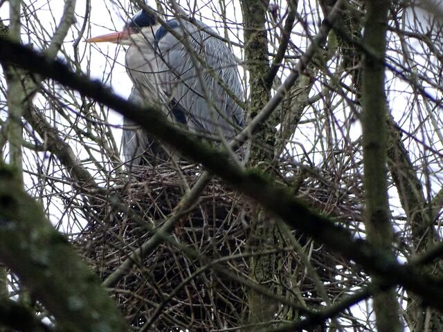 Graureiherpaar im Horst.