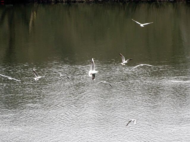 Der Lachmöwenschwarm, der mich am Wehr "begrüßte".