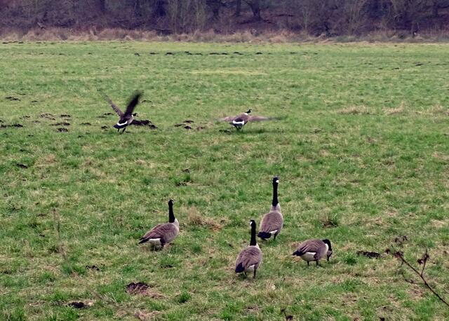 Grasende Kanadagänse