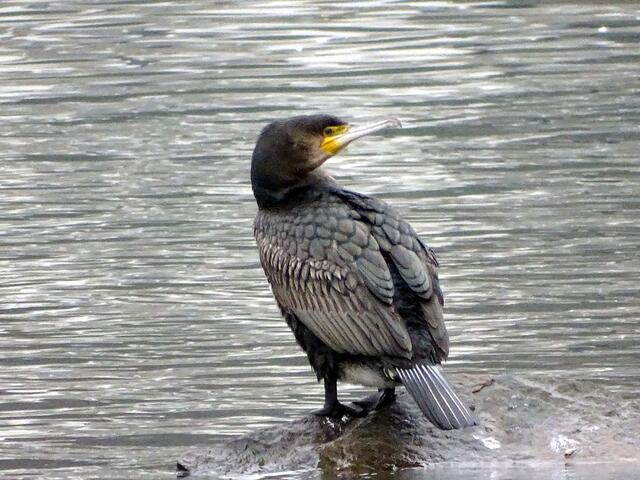 Kormoran auf einer Steininsel in der Ruhr.