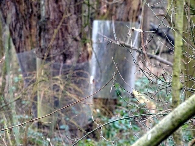Plastikkragen, mit dem die Brutbäume der Reiher vor Waschbären geschützt werden.