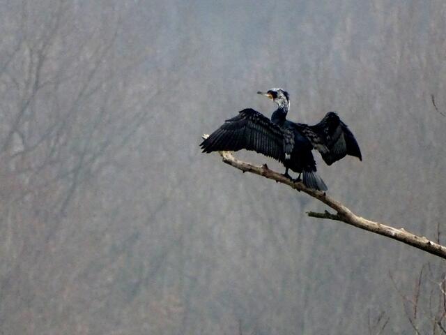 Kormoran trocknet sich das Gefieder
