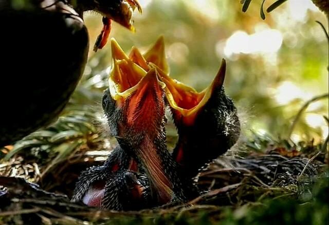 Foto 
Pixabay gratis 