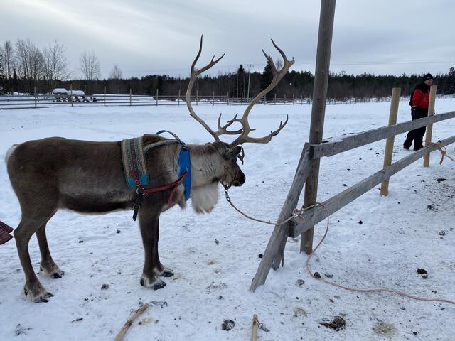 Rudolph wartet schon | Foto: umbehaue