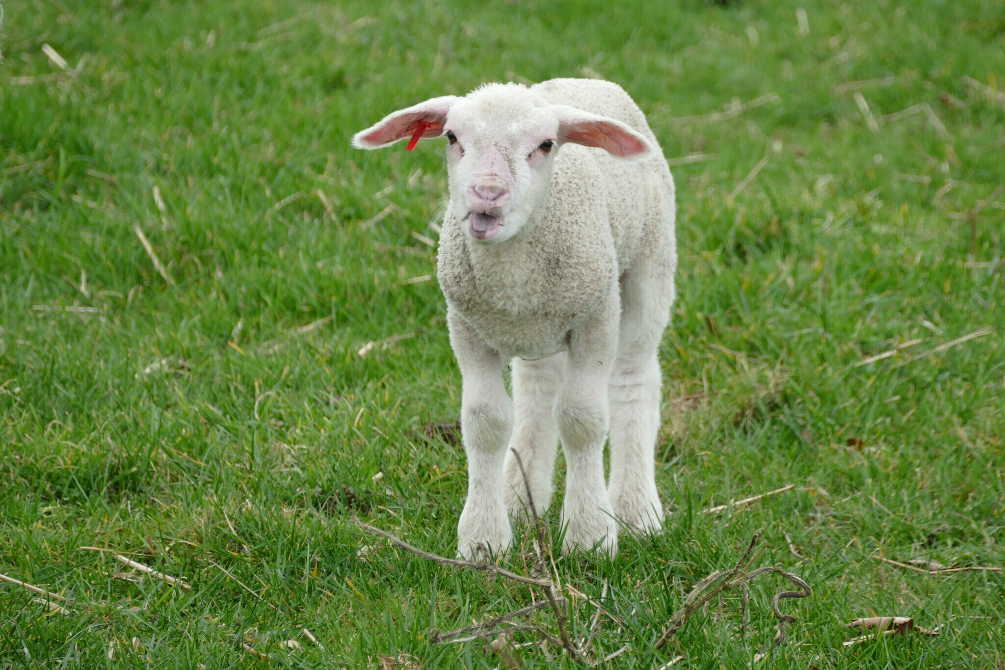 Foto der Woche Euer Ostermotiv in unseren Zeitungen! Velbert