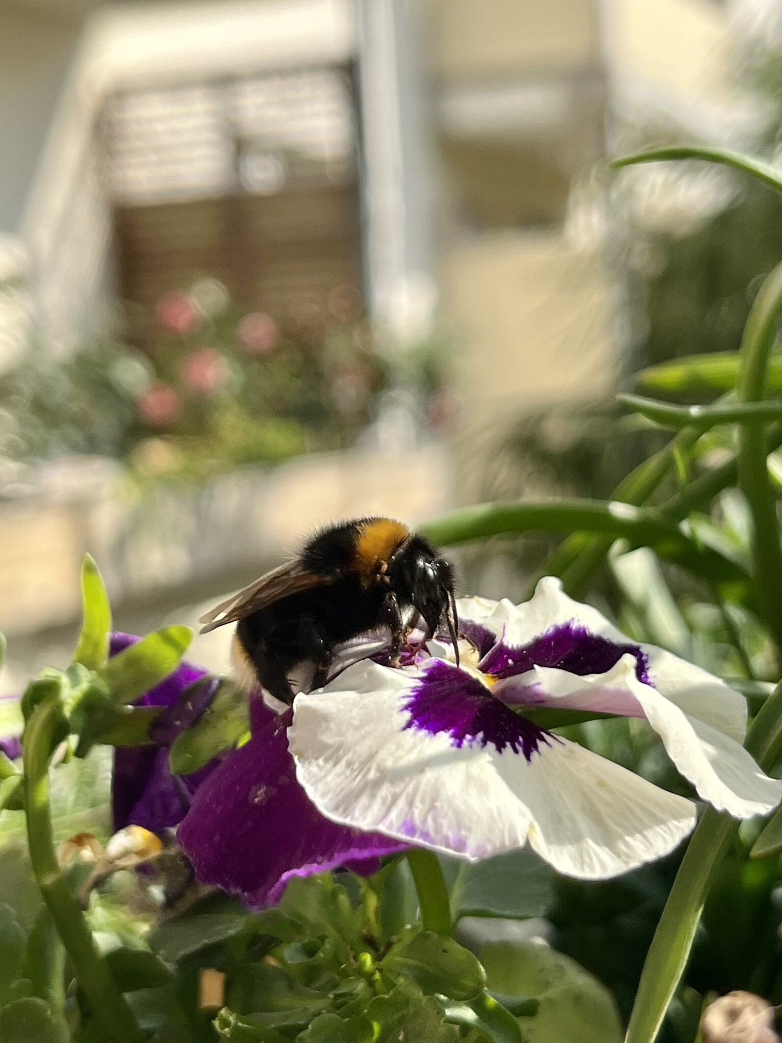 Sum, sum, sum mit viel Gebrumm Düsseldorf