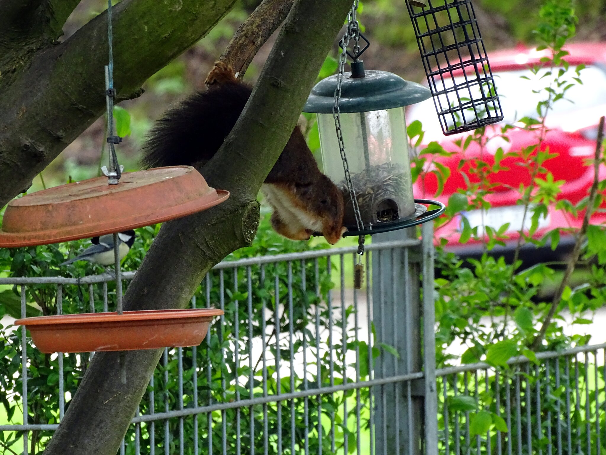 Eichhörnchen in Parks und Gärten Gärtner, Clown und Akrobat EssenWest