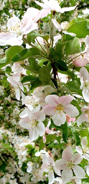 Blütenzauber vor der Tür. 