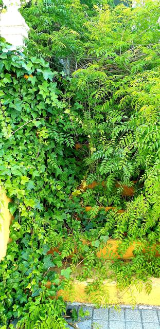 Grüner wird es nicht.🤣👍