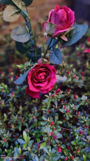 ...Villa Kampschulte in Essen-Bredeney :-)