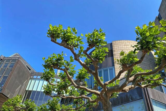 Viel Grün rund um das Landtagsgebäude | Foto: ©Margot Klütsch