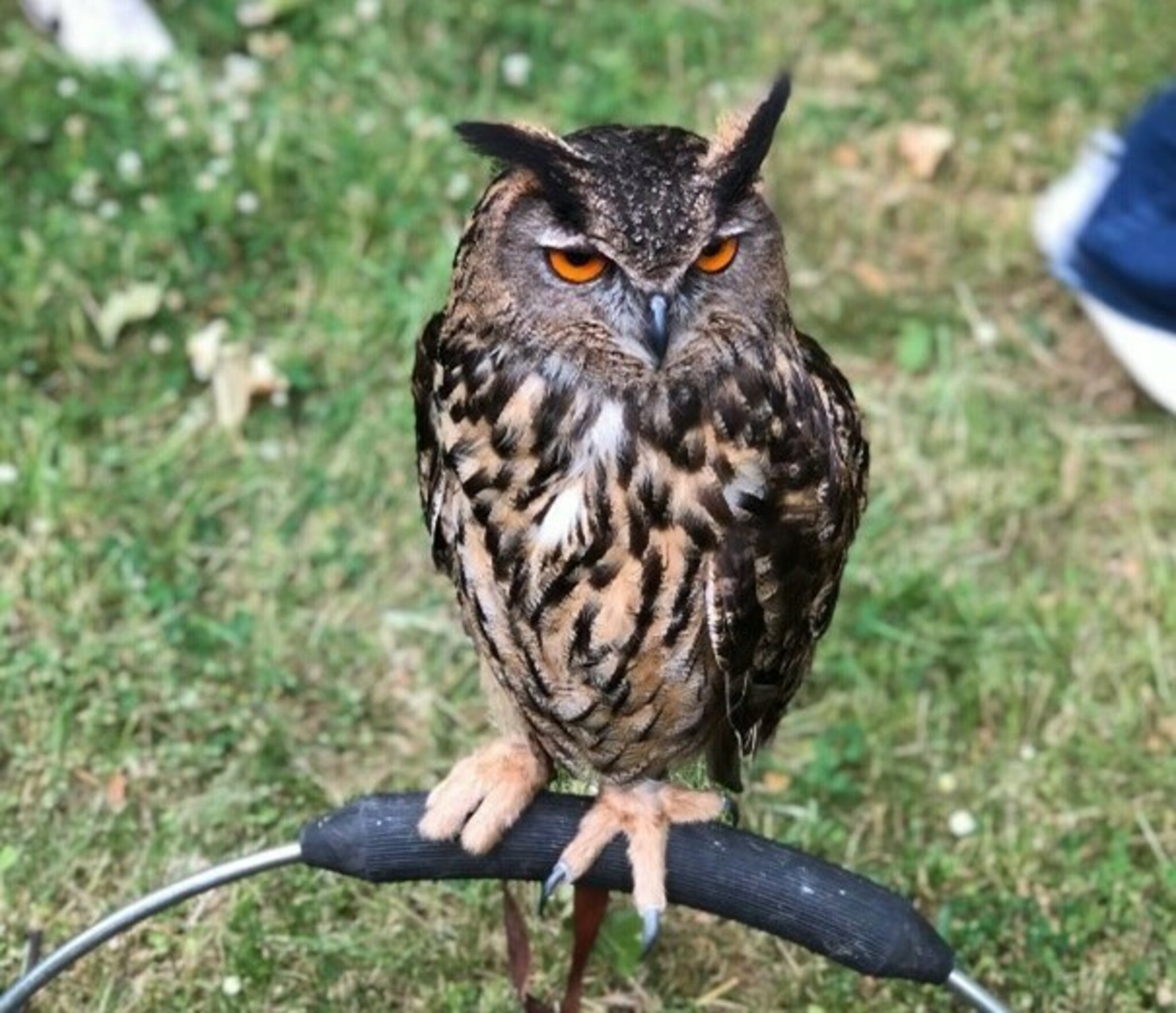 Falkner zu Besuch in der Gesamtschule WanneEickel Uhu oder Eule? Herne