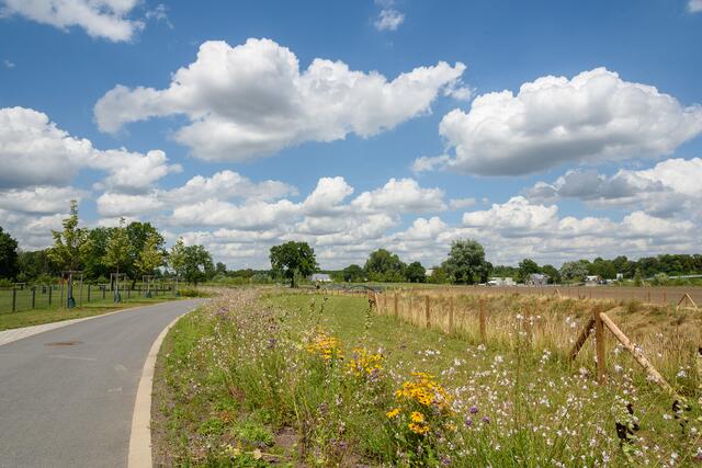 Der Emscherradweg wird hier auch von Blumenwiesen begrenzt.