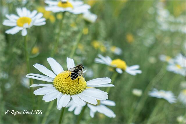 ... Glänzende Keilfleckschwebfliege [Eristalis rupium] an echter Kamille ...
Der Kamillenduft war in der Umgebung sehr intensiv.
Aufnahme mit der Lumix FZ-1000 | Foto: © Regine Hövel 2023