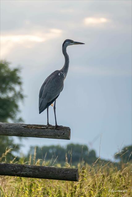 ... Der Graureiher hat wohl eher die Wasseroberfläche im Blick als unser Floß ...

Aufnahme mit der Lumix FZ-1000 | Foto: © Regine Hövel 2023