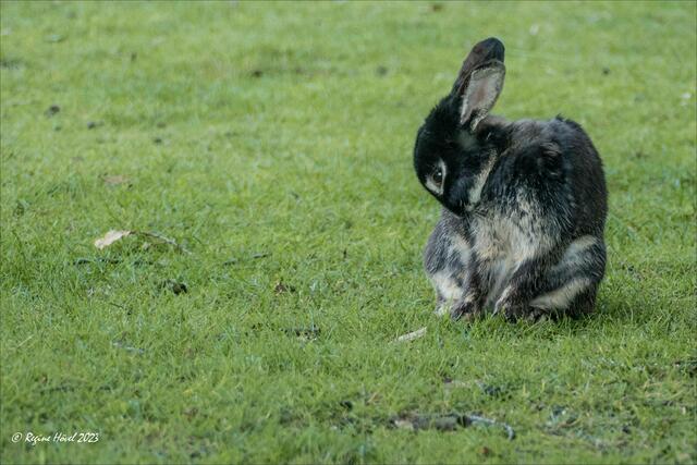 ... Schönheitspflege ... Kaninchen im Gehege des Bauerncafés Kökelsum

Aufnahme mit der Lumix FZ-1000 | Foto: © Regine Hövel 2023