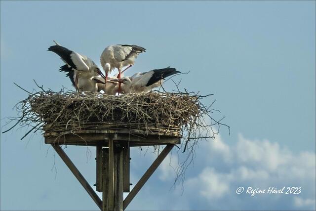 "Einer für alle, alle für einen" ... Familie Storch in der Steveraue
- Bildausschnitt aus einer Aufnahme mit Lumix FZ-1000 -

Hiermit endet die Tour. Ich danke herzlich für die Begleitung! | Foto: © Regine Hövel 2023