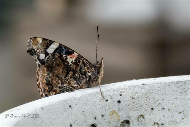 ... Admiral an Keramik des Hofcafés Kökelsum ...

- Aufnahme mit der Lumix Fz-1000 - | Foto: © Regine Hövel 2023