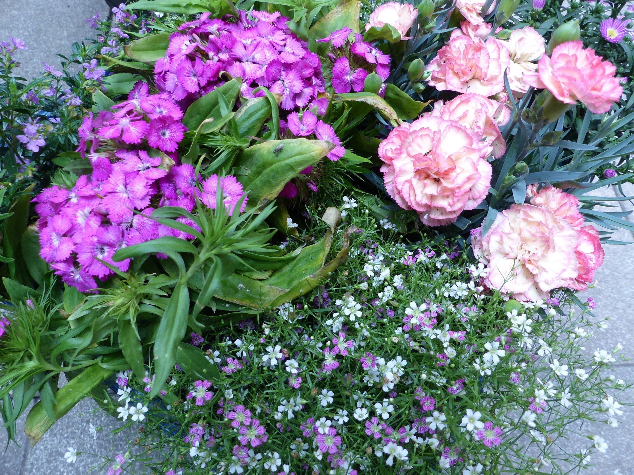 B & P Blumen Und Pflanzen Gmbh Blumen: Neubepflanzung - Alpen