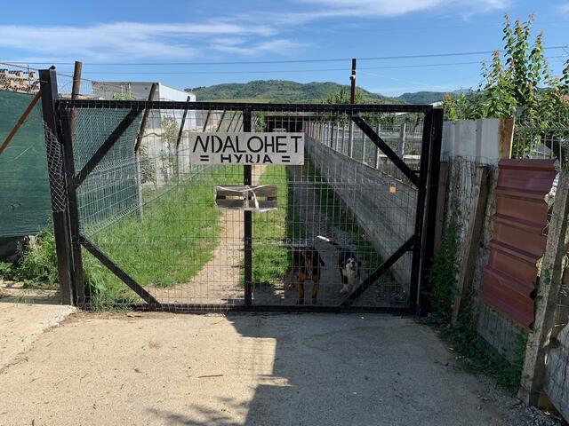 Foto: Impressionen aus dem Tierheimaltag in Tirana (Albanien) - Fotos: S. Everding