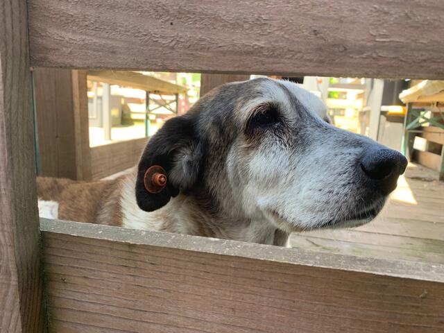 Foto: Impressionen aus dem Tierheimaltag in Tirana (Albanien) - Fotos: S. Everding