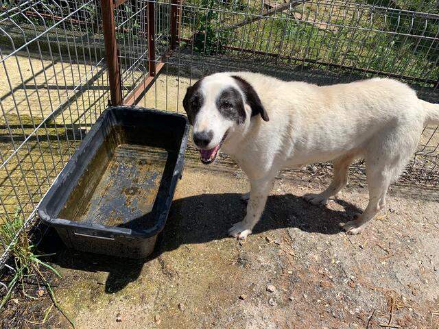 Foto: Impressionen aus dem Tierheimaltag in Tirana (Albanien) - Fotos: S. Everding